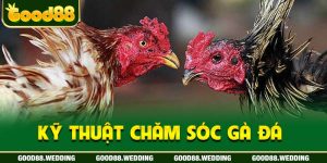 Kỹ Thuật Chăm Sóc Gà Đá Được Good88 Hé Lộ Chi Tiết 2024